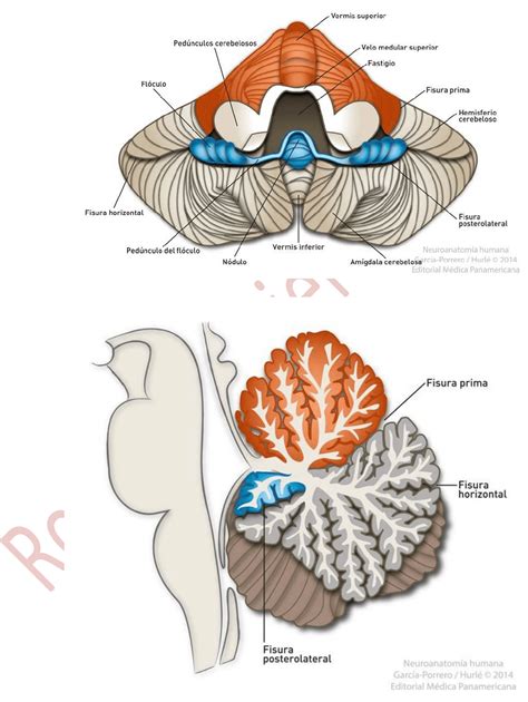 Apunte Cerebelo Anatomía Medicina Uba Filadd