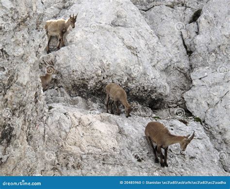 Herd Of Mountain Goats Alpine Ibex Stock Photo Image Of Ibex Rock
