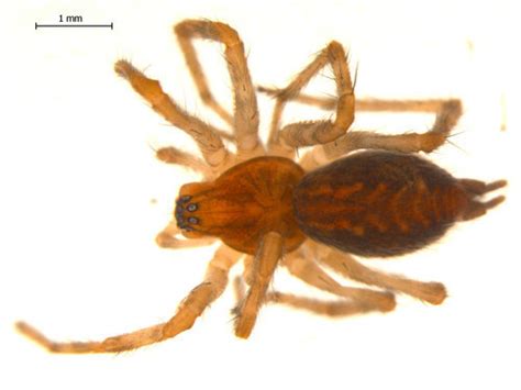 Agelenopsis Utahana Spiders Of Alaska · Inaturalist