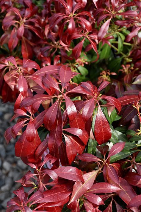 Katsura Japanese Andromeda Pieris Japonica Katsura In Ringoes