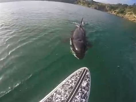 Paddle Boarder Gets Shock Of His Life When Killer Whale Takes A Nibble