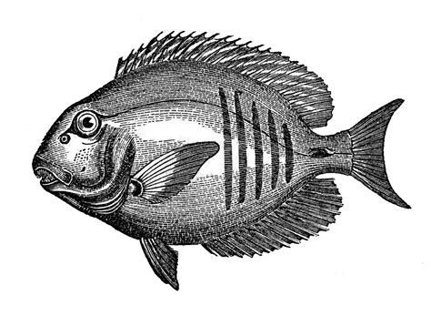 11 Black And White Fish Images The Graphics Fairy