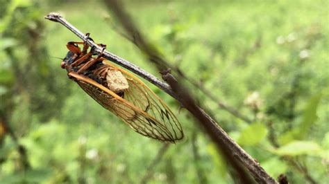 Some Brood X Cicadas Will Be Sex Crazed Zombies With Disintegrating