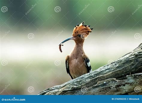 Small Brown Hoopoe Bird Perched On A Tree Branch Its Beak Open To
