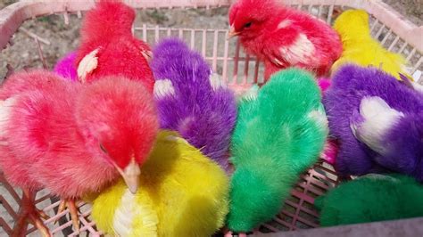 Menangkap Ayam Warna Warniayam Lucuayam Rainbowdan Menangkap Udang