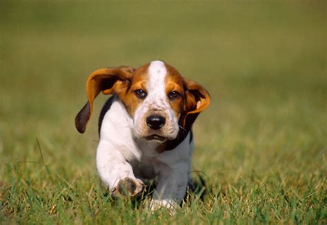 Basset Hound Puppies Photosbreed Informationdog Photos