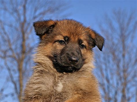 It has wolves as ancestors and still makes an excellent pet they like to stay outside too, so keep this in mind before getting sable gsd. Sable German Shepherd Puppy II by Sandy Keeton