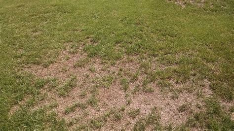 Large Dead Spots In Lawn 277113 Ask Extension