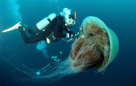 8 Times Jellyfish Were The Absolute Scariest Creatures On Earth