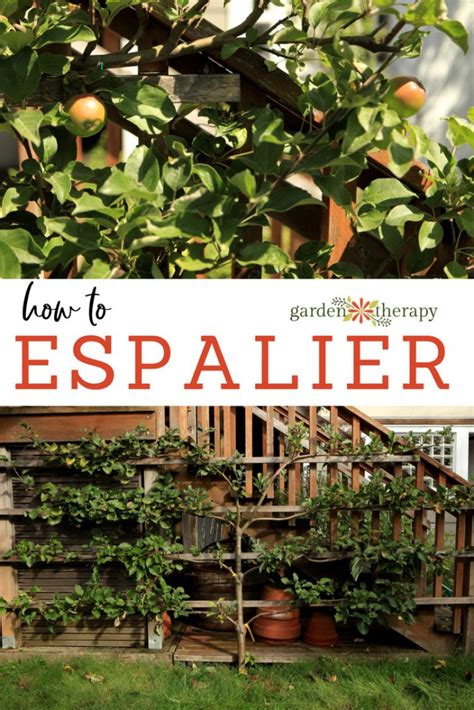 The Art Of Espalier Growing Fruit Trees In Small Spaces Garden Therapy