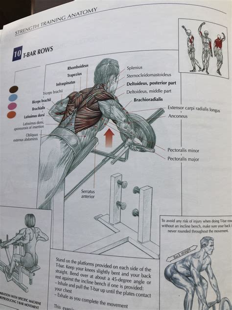 Strength Training Anatomy Your Illustrated Guide To Muscles At Work By