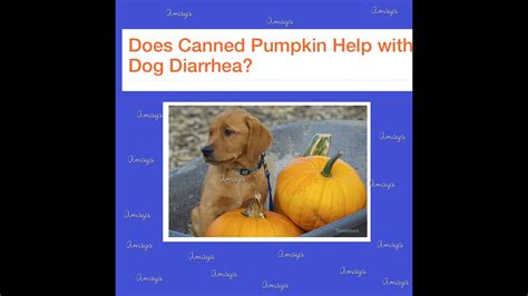 Pumpkin For Dog Diarrhea Youtube