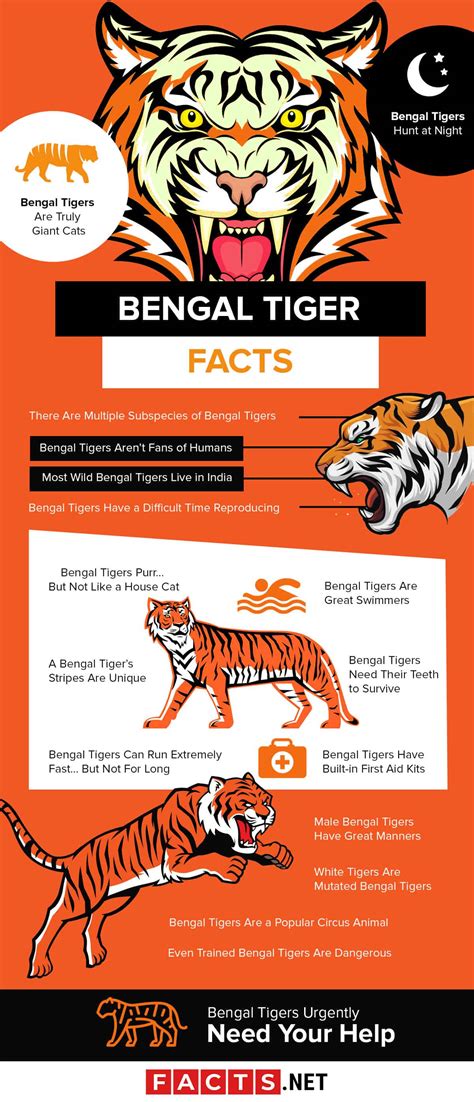 Top 17 Bengal Tiger Facts Diet Habitat Speed And More