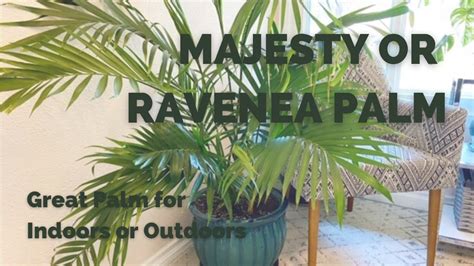 Majesty Palm Ravenea Rivularis Tropical Plant For Indoors Or