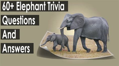 65 Elephant Trivia Questions And Answers Updated