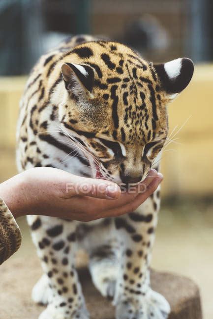 Close Up Of Human Hand Stroking Leopard In Zoo — Outdoors Reserve