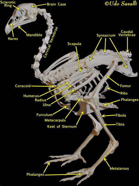 Chicken Skeleton Labeled Skeleton Labeled Skeleton Anatomy Anatomy