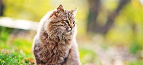 Obviously, emergencies are just that, and waiting any length of time could put your cat at risk. Emergency Pet Care Near You | Arvada Veterinary Hospital