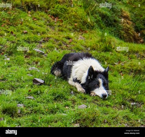 White Sheep Dog