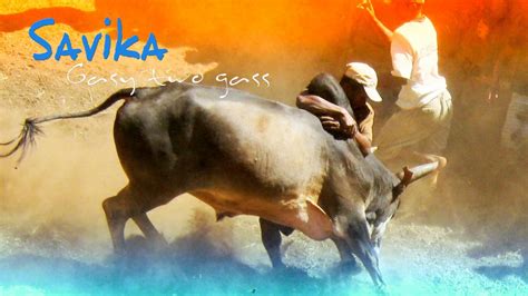 Tout Savoir Sur Le Savika Le Rodeo Malgache