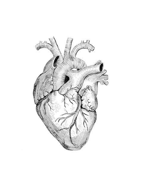 Anatomical Heart Drawing Etsy