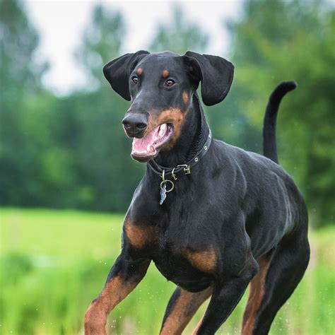 Jul 16, 2021 · the current median price for all miniature pinschers sold is $900.00. Doberman Pinscher | PetFirst