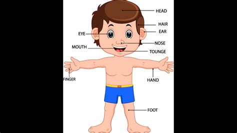 Body part names, leg parts, head parts, face parts names, arm body parts, parts of full hand. Udal Uruppugal | Parts of the body for kids in tamil ...