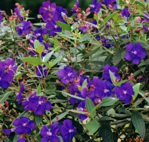 Check spelling or type a new query. Princess Flower Online India | Princess flower, Purple ...