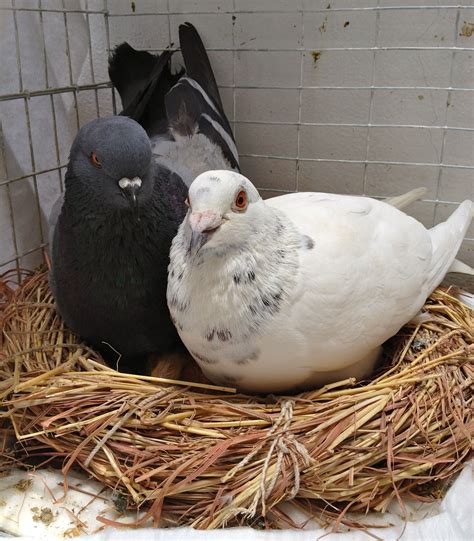 Eternal Love Pigeons Nest Nature Pigeon Nest Backyard Birds Pigeon