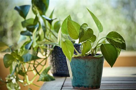 How To Take Care Of Money Plant The Homes Info