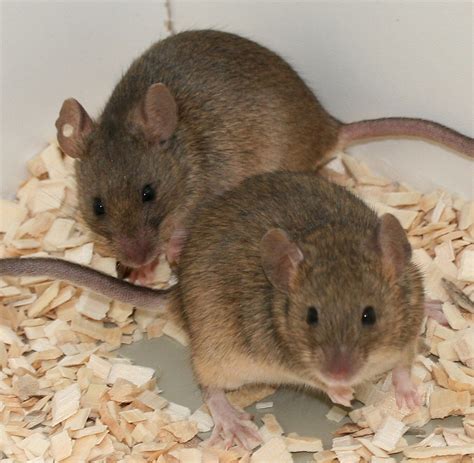 The More The Merrier Promiscuity In Mice Is A Matter Of Free Choice