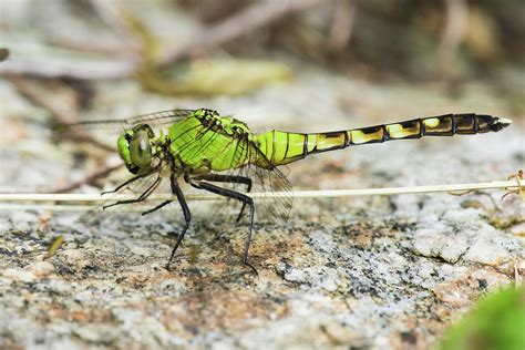 Dragonfly Photograph By Clifford Pugliese Fine Art America