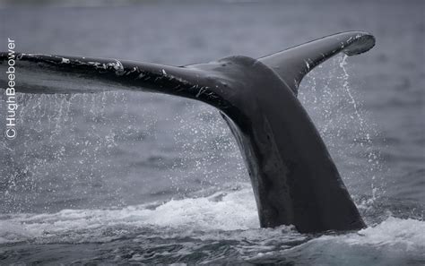 Dad Photographed Humpback Whales At The Monterey Bay