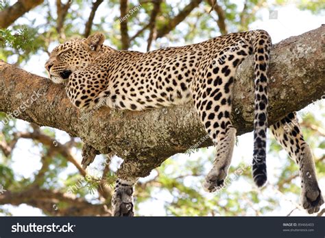 Adult Female Leopard Sleeping On Tree Stock Photo 89466403 Shutterstock