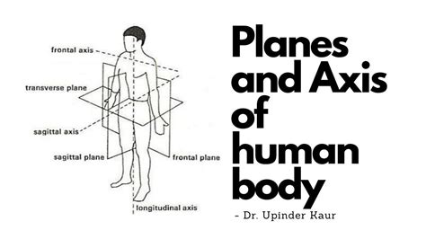 Planes And Axis In Human Body Youtube