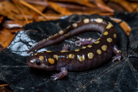 Spotted Salamander Reptiles And Amphibians Of Mississippi