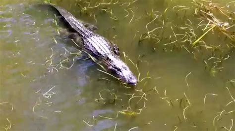 American Alligator Swimming Youtube