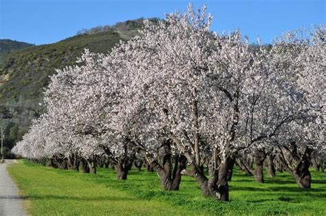 Fruit Trees Home Gardening Apple Cherry Pear Plum Cherry Fruit