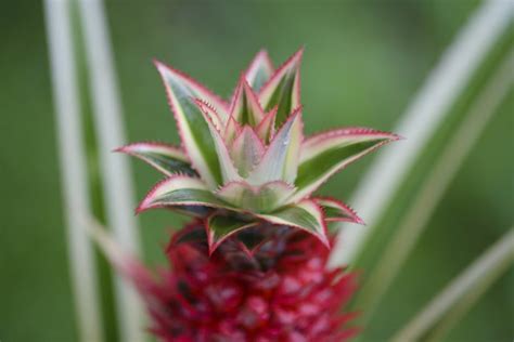 How To Care For A Pineapple Plant Hunker
