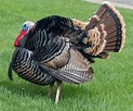 Wild Turkey Fact Sheet | Blog | Nature | PBS