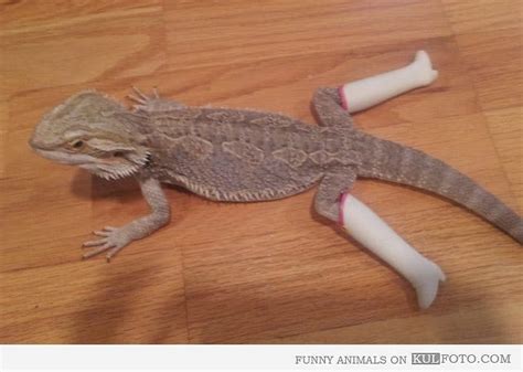 Can I Handle My Lizard While Im Pregnant