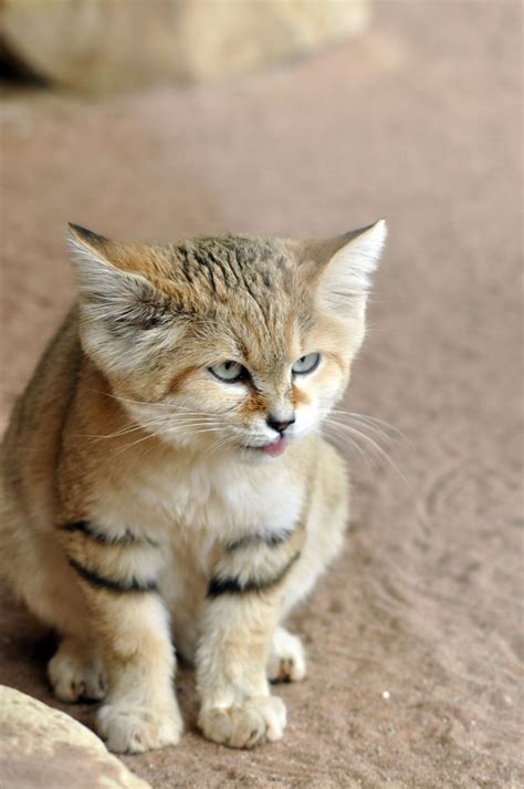 Sand Cat Facts Videos Exeter