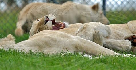White Lions Zoochat
