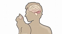 A Cat’s Brain is Similar To The Brain of a Human Being, The Explanation…