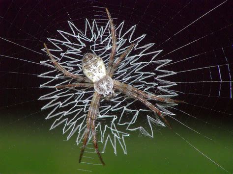 The Spiders That Decorate Their Own Webs Kuriositas