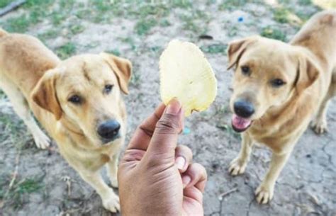 Luckily, it is not known that spicy foods cause irreversible damage. Can Dogs Eat Chips? | RAW FOOD DIET FOR PETS