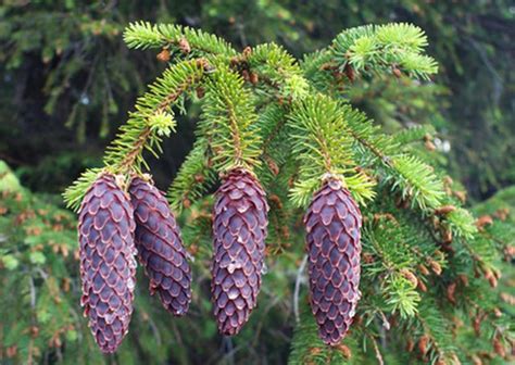 Non Flowering Trees Hunker