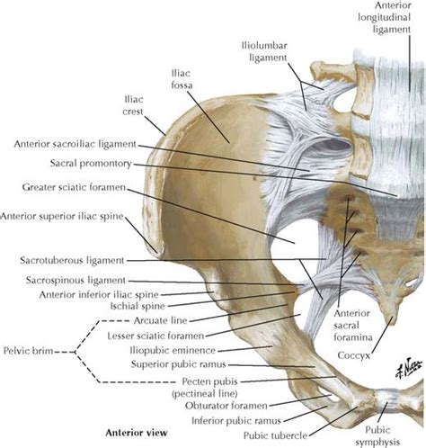 The Pelvis And The Perineum Basicmedical Key