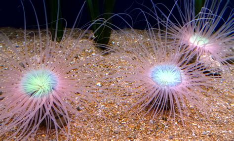 Fascinating Facts About Sea Anemones You Never Knew