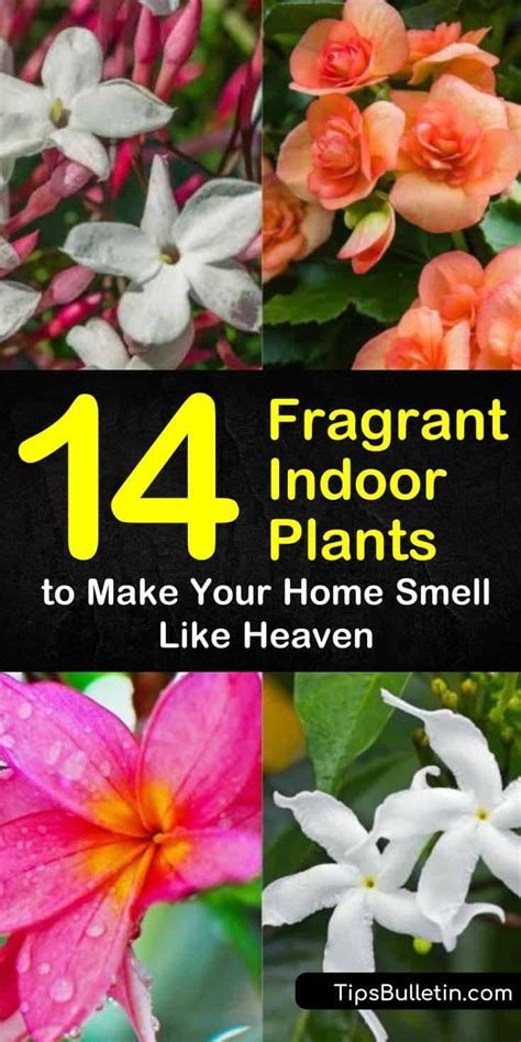14 Fragrant Indoor Plants To Make Your Home Smell Like Heaven Indoor